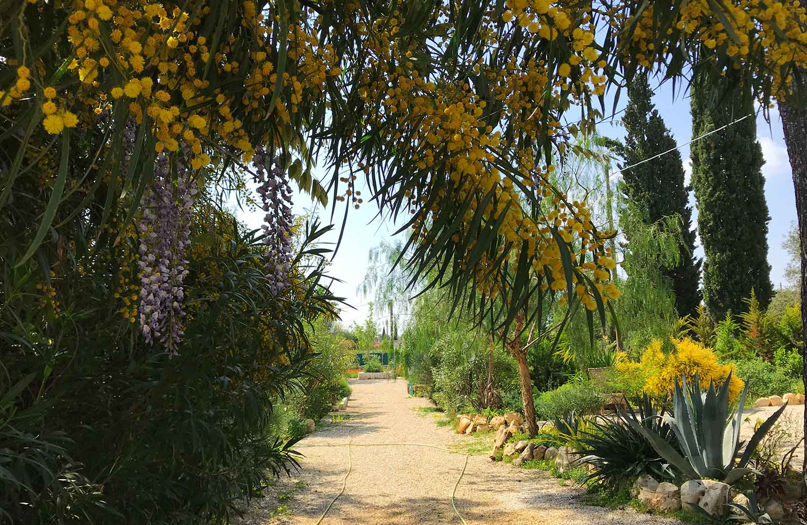 Il Saraceno B&B Alto Salento giardino mimose